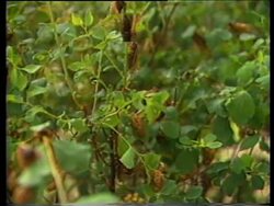 Roving Report 8723E Instructional Video