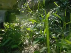 CU TS SLO MO Shot of man cutting wees and grass with weed wacker / Morristown, New Jersey, United States Stock Footage