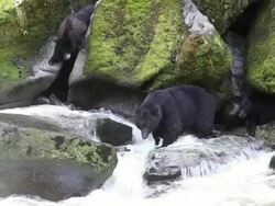 MS Black bears fishing in Anan Creek and competing over fishing sites / Wrangell, Alaska, United States Stock Footage