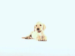 Puppy Chew Toy Stock Footage