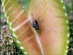 Venus Fly Trap catches fly, UK Stock Footage