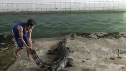 Crocodile Wrestling in Thailand Stock Footage
