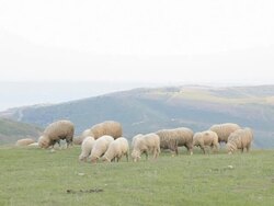sheeps grazing on a meadow in the mountains Stock Footage