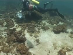 Broad club Cuttlefish attacking catfish, Brunei Stock Footage