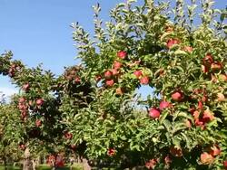 Red Delicious Apple Orchard Stock Footage