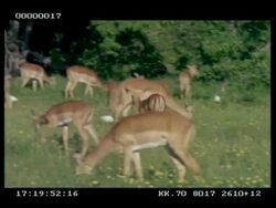 Panning shot of female Impala (Aepyceros melampus) running through herd as they graze Stock Footage