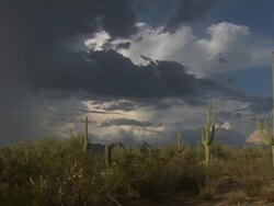 Saguro cactus (Carnegiea gigantea), and scrub at dusk. Sonoran Desert, Arizona, USA. Pan right. Stock Footage