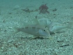 Goatfish (family Mullidae) feeding on sea floor, Poor Knights, New Zealand Stock Footage