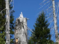 Dead Trees in a Coniferous Forest Dolly Shot Stock Footage