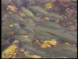 Galapagos Islands - Giant Tortoise News Clip