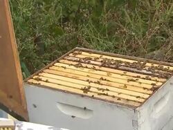Bee Hive Box Stock Footage