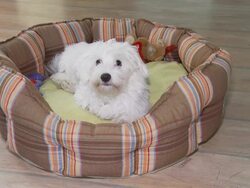 HD: Dog Jumping Into Pet Bed Stock Footage
