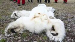 A male Polar Bear (Ursus maritimus) starved to death as a consequence of climate change. Stock Footage