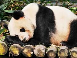 Sleeping giant panda Stock Footage