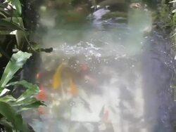 Aquarium Stock Footage