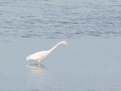 Water birds in the ocean 7 Stock Footage