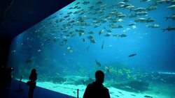 CLEAN : China fishes for growth with worlds largest aquarium News Clip