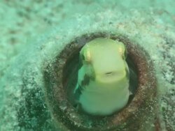 Goby in bottle close up. Borneo, Malaysia, Southeast Asia Stock Footage