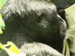 A gorilla eating plants on the forest Stock Footage
