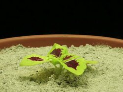 Medium Close Up static _ A plant grows in sandy soil Stock Footage