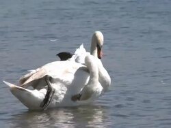 swans Stock Footage