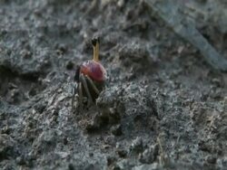 Crab emerging from burrow with ball of mud, Pengalunan, Kulamba, Sabah, Malaysia, Borneo Stock Footage