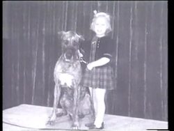 Billiards, Dog, King News Clip