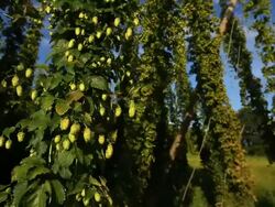 HD Crane: Hop Garden Stock Footage