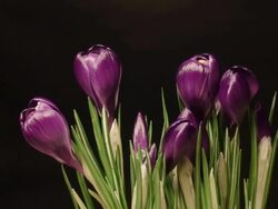 Crocus flower blooming Stock Footage