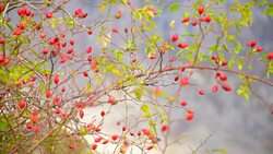 bush with ripe rose hips Stock Footage