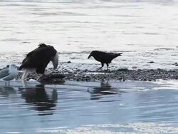 MS Bald eagles along Chilkat River in Chilkat Bald Eagle Preserve in winter compete with gull for Chum salmon / Haines, Alaska, United States Stock Footage