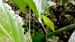 leave locust in ecuadorina jungle Stock Footage