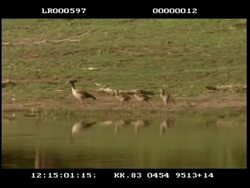 MWA Egyptian goose (Alopochen aegypticus) leading her 4 goslings along waters edge, reflected in water Stock Footage