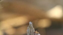 Dragon Fly on a wood stick Stock Footage