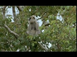 Langur Monkeys (Semnopithecus sp.) sitting in tree, looking about including to camera, Bandipur, India Stock Footage