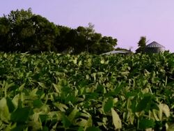 Farm Crops Stock Footage