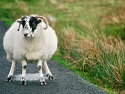 MS TS Shot of scottish sheep walking on road / Skye Island, Scotland, United Kingdom Stock Footage