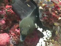 Giant Moray Eel (Gymnothorax javanicus) being cleaned by several Clear Cleaner Shrimps (Urocaridella antonbruunii), surrounded by school of Golden Sweepers, Baa Atoll, The Maldives Stock Footage