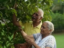 Senior couple eating guava fruits in the garden  Stock Footage