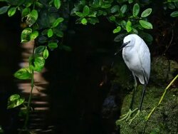 Great Egret Stock Footage