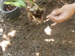DollY: Planting a tree Stock Footage