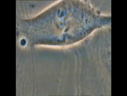 T/L mitosis of Potoroo (Potorous) cells Stock Footage