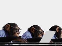 Monkey Network Team Stock Footage