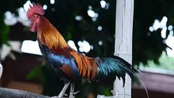 Rooster Stock Footage