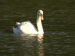 Swan swiming and grooming Stock Footage