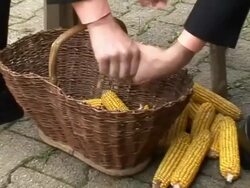 Husking The Maize Stock Footage