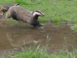 MS SLO MO Shot of European Badger, meles meles, Adult running through Water, Normandy/ Calvados, Normandy, France Stock Footage