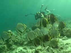 Diver, facing camera taking picture of Spade fish, Borneo, Malaysia, Southeast Asia Stock Footage