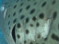 ECU Zebra shark resting on sea floor next to rocks with remora attached / Matola, Maputo, Mozambique Stock Footage