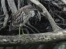 Dry season in the everglades Stock Footage